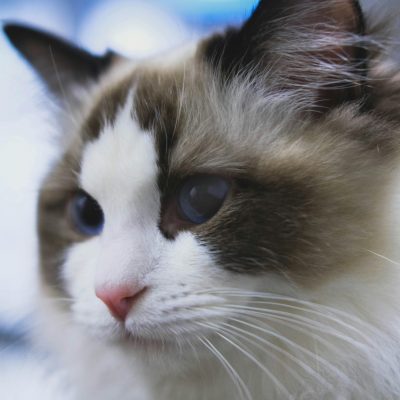 Himalayan Cat Kitten/Adult