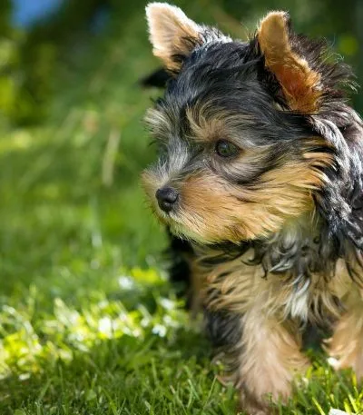 Yorkshire Terrier Price Bhopal - Top Quality Silky Puppy for Sale