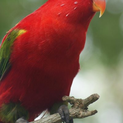 Red Lorikeet