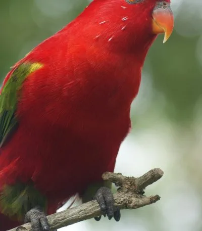 Red Lorikeet
