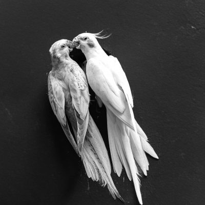 Cockatiel - Lutino Pair