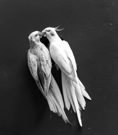 Cockatiel - Lutino Pair