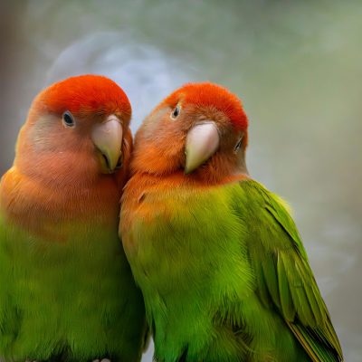 African Love Birds Price & Availability In Waraseoni