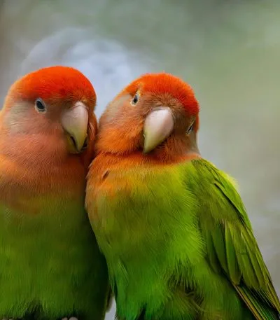 African Love Birds Price & Availability In Waraseoni