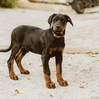 Doberman Pinscher Puppy /Adult | Black & Rust Color