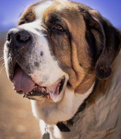 Saint Bernard Price Bhopal - Top Quality Heavy Bone Puppy for Sale