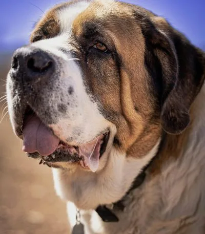 Saint Bernard Price Bhopal - Top Quality Heavy Bone Puppy for Sale