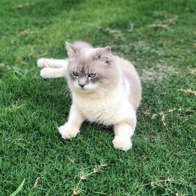 Buy Himalayan Cat Kitten - Blue Eyed Seal Point Himmie