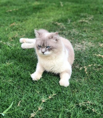 Buy Himalayan Cat Kitten - Blue Eyed Seal Point Himmie
