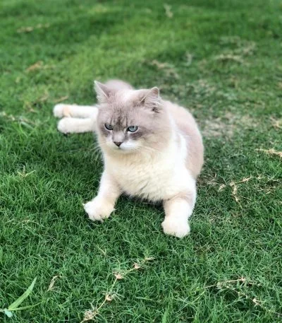 Buy Himalayan Cat Kitten - Blue Eyed Seal Point Himmie