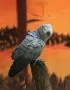 Buy African Grey Parrot - Silver Bird with Bright Red Tail