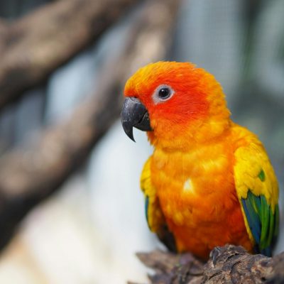 Buy Sun Conure Pair - Brilliant Yellow and Orange Parrots