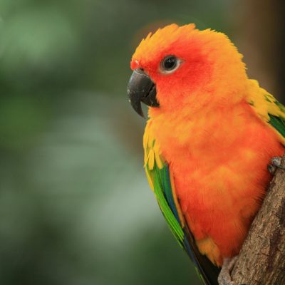 Sun Conure Pair