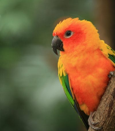 Sun Conure Pair