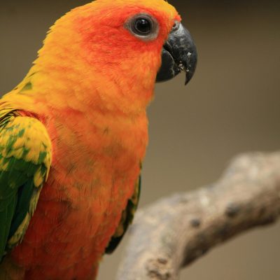 Hyper Red Sun Conure Pair