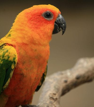 Hyper Red Sun Conure Pair