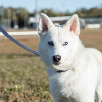White Husky Bhopal - Pure White Puppy with Brown Eyes for Sale