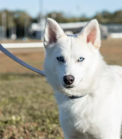 White Husky Bhopal - Pure White Puppy with Brown Eyes for Sale