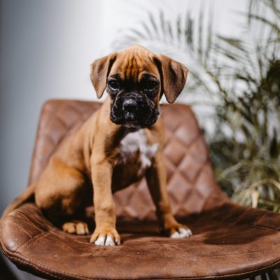Boxer Puppy
