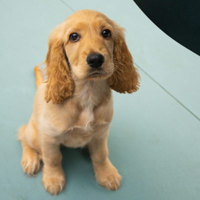 Cocker Spaniel Puppy / Adult | Golden Color