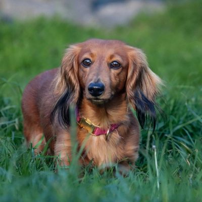 Dachshund Puppy /Adult | Chocolate & Tan