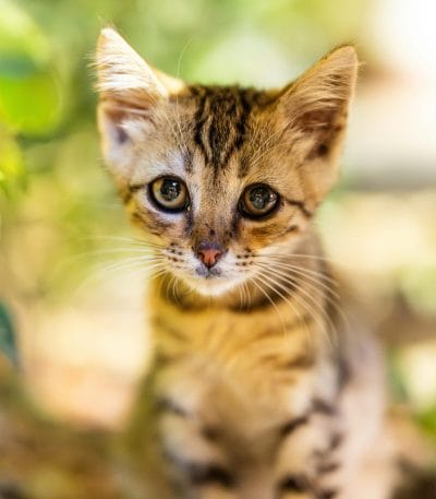 Buy Bengal Cat Kitten - Rosetted Brown Leopard Pattern