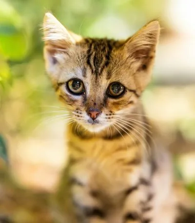 Buy Bengal Cat Kitten - Rosetted Brown Leopard Pattern