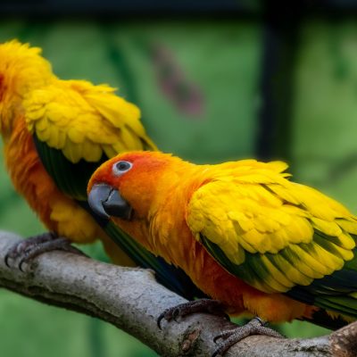 Jenday Conure