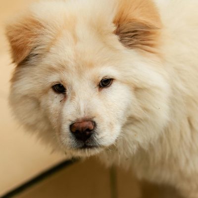 Chow Chow Puppy & Adult | Cream Color