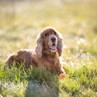 Cocker Spaniel Puppy / Adults | Chocolate Brown Color