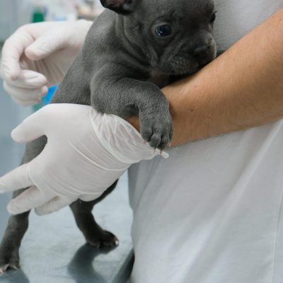 Buy Blue French Bulldog Puppy - Rare Solid Blue Exotic Pup