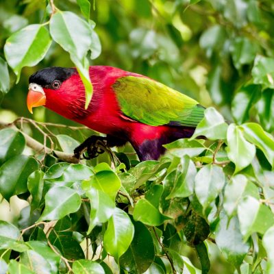 Red-collared Lorikeet