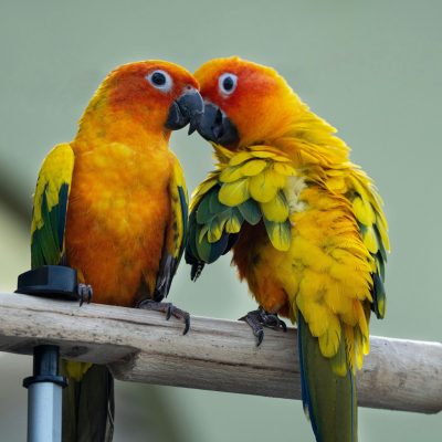 Sun Conure Price & Availability In Waraseoni