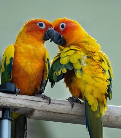 Sun Conure Price & Availability In Waraseoni