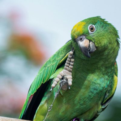 Orange Wing Amazon Parrots