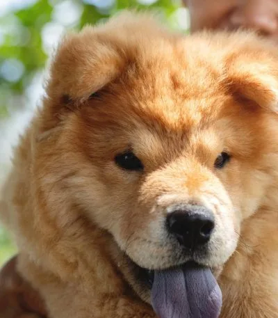 Buy Fawn Chow Chow Puppy - Rare Cinnamon Colored Lion Dog