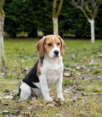 Buy Tri Color Beagle Puppy - Classic Black Tan and White Pup
