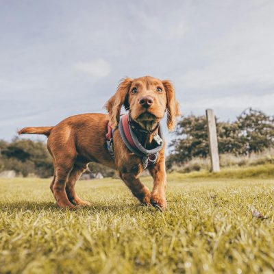 Buy Chocolate Cocker Spaniel Puppy - Rich Solid Cocoa Pup