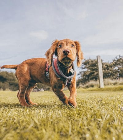 Buy Chocolate Cocker Spaniel Puppy - Rich Solid Cocoa Pup