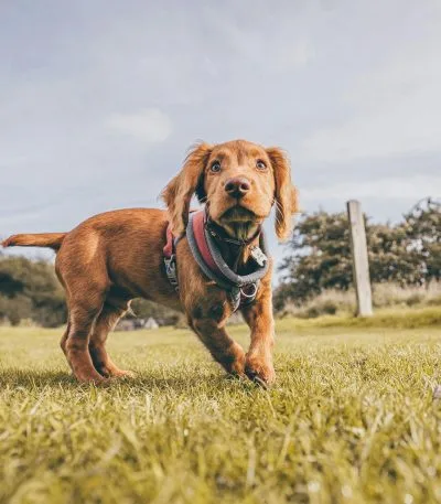 Buy Chocolate Cocker Spaniel Puppy - Rich Solid Cocoa Pup