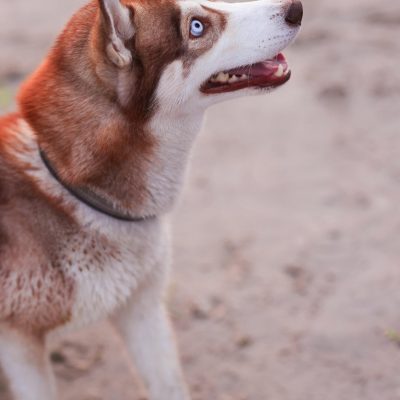 Copper Husky Bhopal - Copper and White Puppy with Blue Eyes for Sale