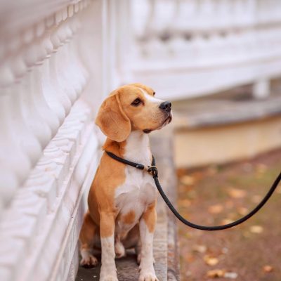 Beagle | Lemon & White | Puppy