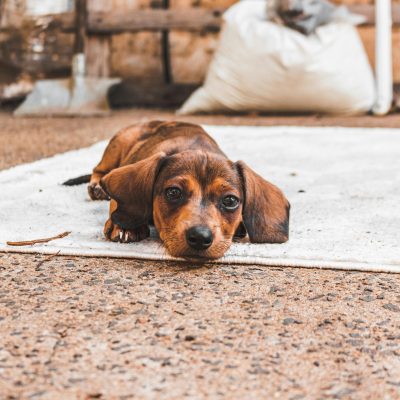 Buy Solid Chocolate Dachshund - Rare Uniform Cocoa Puppy