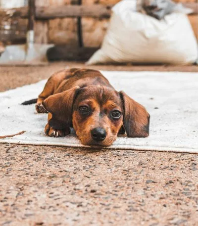 Buy Solid Chocolate Dachshund - Rare Uniform Cocoa Puppy