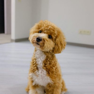 Toy Poodle Puppy