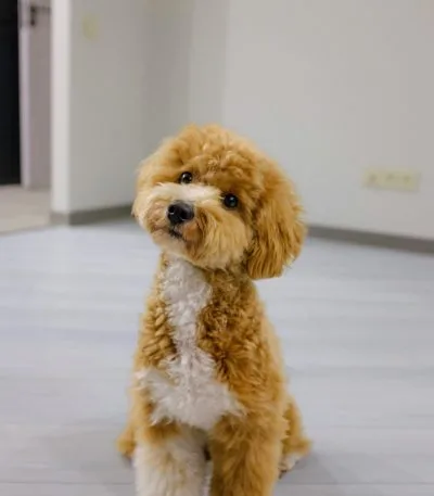 Toy Poodle Puppy