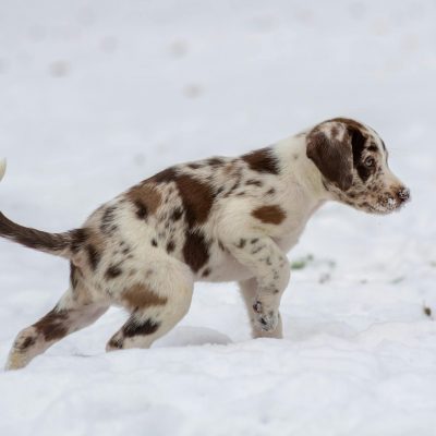 Dalmatian Puppy / Adults - White & Liver Brown