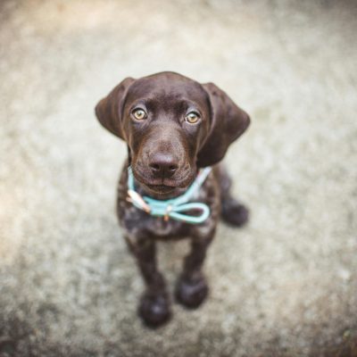 Buy Chocolate and Tan Dachshund Puppy - Rich Cocoa Sausage Dog
