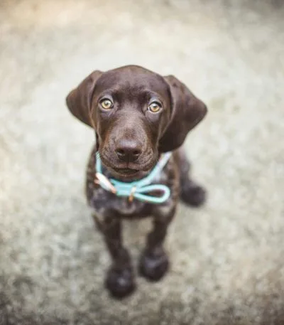 Buy Chocolate and Tan Dachshund Puppy - Rich Cocoa Sausage Dog