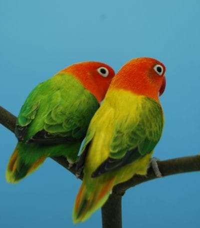 Buy Green Euwing Opaline Lovebirds - V-Pattern Wings and Full Hood
